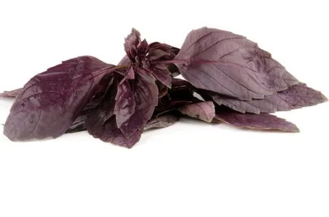 Raw Fresh Basil leafs Stock Photos