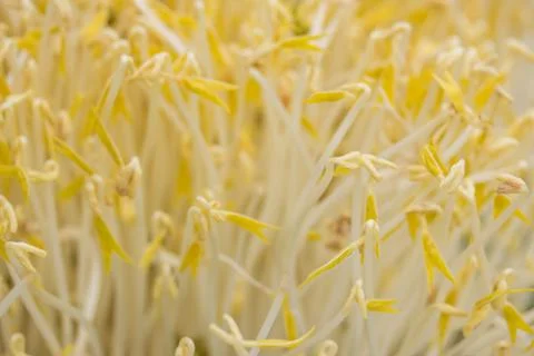 Raw fresh beansprouts Foto stock