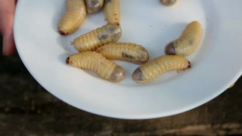 Raw fresh beetle larvae on a plate. Exotic Asian cuisine with insect larvae. Stock Footage 96587377