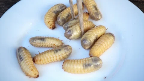 Raw fresh beetle larvae on a plate. Exotic Asian cuisine with insect larvae. Vidéo 96590010