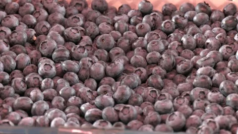 Raw fresh blueberries background with closeup on large group of berries. 스톡 동영상 247276185
