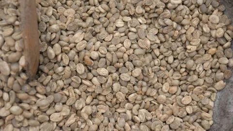 Raw fresh coffee beans freshly picked and prepared for roasting and brewing. Stock Footage 323424932