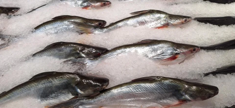 Raw fresh fish . Stock Photos