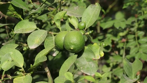 Raw fresh fruits on lemon tree Stock Footage 207970438
