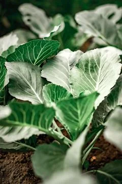 Raw fresh green cabbage texture and background, view over dark background Stock Photos