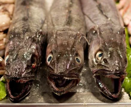 Raw Fresh Hake Fish Stock Photos