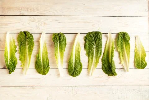 Raw of fresh romain lettuce salad leaves from big to small Stock Photos
