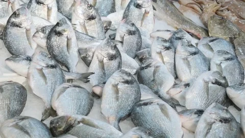 Raw fresh sea breams lying on ice counter at seafood market in Athens, Greece Stock Footage 258233670
