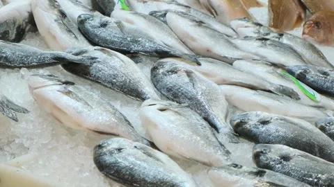 Raw fresh sea breams lying on ice counter at seafood market in Athens, Greece Stock Footage 259293595