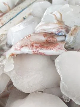 Raw  fresh squid Stock Photos