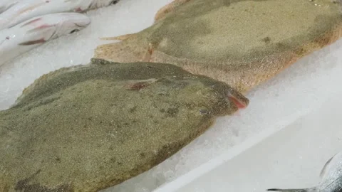 Raw fresh turbots lying on ice counter at seafood market in Athens, Greece. Open Stock Footage 258233522