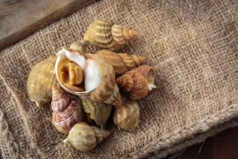 Raw fresh whelks 스톡 사진