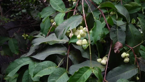 Raw fresh white java apple hanging on a tree. Stock Footage 156093984