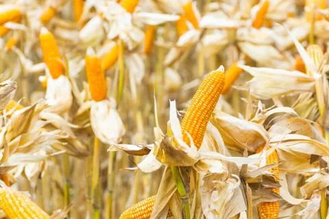 Raw Fresh Yellow Corn Cobs with Dry Plant in Field Stock Photos