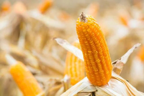 Raw Fresh Yellow Corn Cobs with Dry Plant in Field Stock Photos