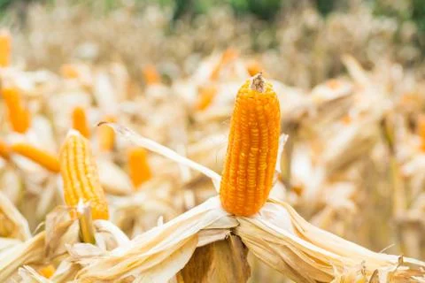 Raw Fresh Yellow Corn Cobs with Dry Plant in Field Stock Photos