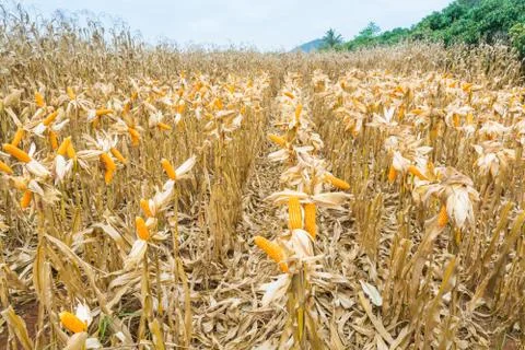 Raw Fresh Yellow Corn Cobs with Dry Plant in Field Stock Photos