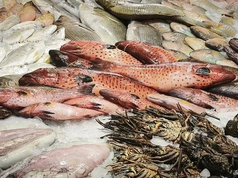 Raw freshwater fish with pinkish-red flesh and pale skin, arranged alongside  Stock Photos