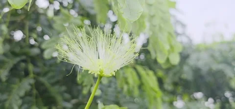 Raw Front Close-up Footage of White Powder Puff Flower in Full Bloom with So Stock Footage 337124315