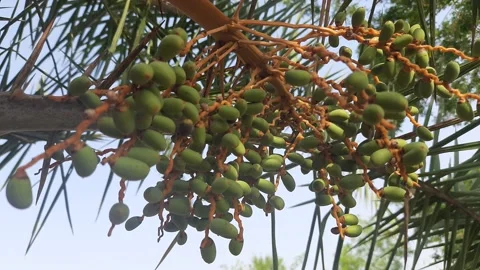 Raw fruit of date palm tree. Stock Footage 152450359