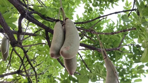 The raw fruit of the kigelia tree or called tree sausage. Stock Footage 337213451
