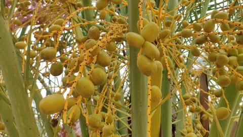 Raw fruits of dates tree, close up view Stock Photos