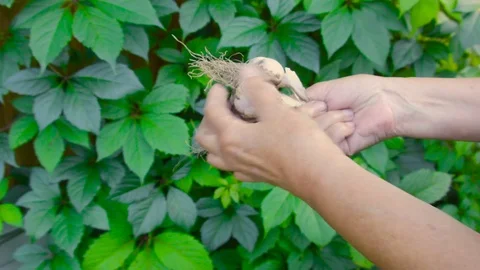 Raw Garlic In Hands Video stock 78696973