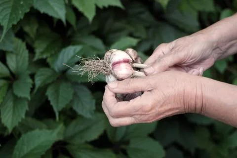 Raw Garlic In Hands 库存照片