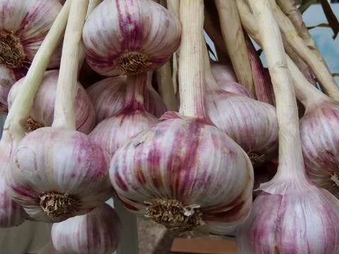 Raw garlic hanging Stock Photos