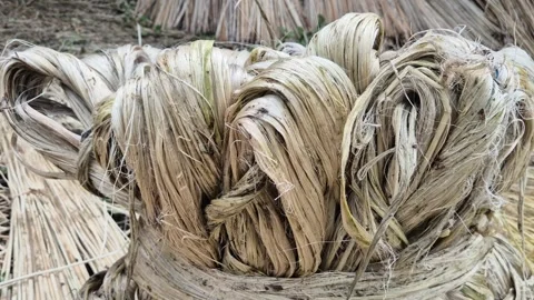 Raw Golden Jute Fiber Bundle Placed Over Sticks To Drain Water Stock Footage 341068533