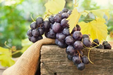 Raw grapes close up Stock Photos