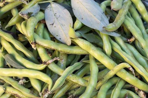 Raw green beans Stock Photos