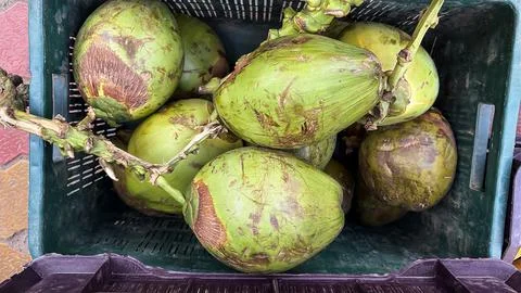 Raw green coconuts with stems ready for sale Foto stock