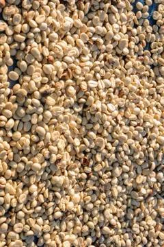 Raw green coffee beans drying in the sunlight. Stock Photos