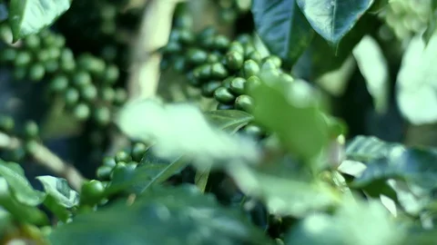 Raw green coffee beans Video stock 128020755