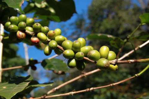 Raw green coffee beans for pattern Stock Photos