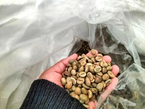 Raw green coffee beans Stock-Fotos