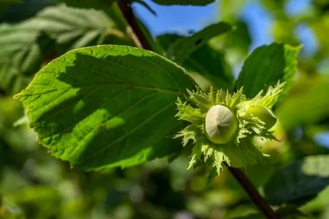 Raw green hazelnut grows on a tree branch with leaves. Stock Photos