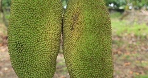 Raw green jackfruit grow on the Jackfruit tree Video stock 267549249