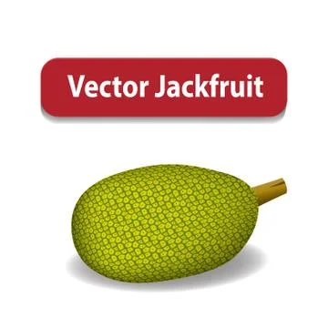 Raw Green jackfruit isolated on white, vector Stock Illustration
