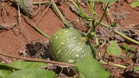 Raw green kabocha squash growing in a vegetable patch with rich red soil under 스톡 동영상 336064410
