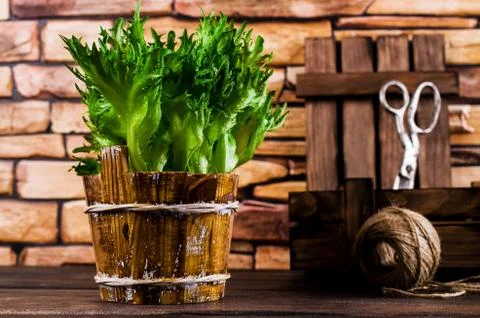 Raw green lettuce Stock Photos