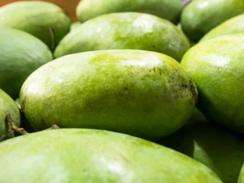 Raw green mango in same size for sale in market in summer of tropical area co Stock Photos