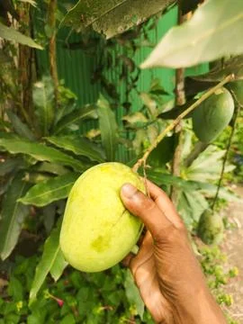 Raw green mango on tree branch garden background Stock Photos
