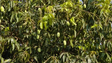 Raw Green Mangos On Tree Stock Footage 272506915