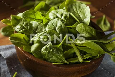 Raw green organic baby spinach Stock Photos