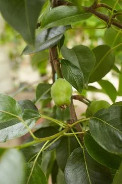 Raw green pears on pear tree branch. Spring season Stock Photos