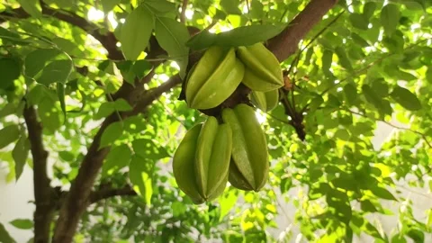 Raw Green Starfruit Hanging on Tree Video stock 251895832