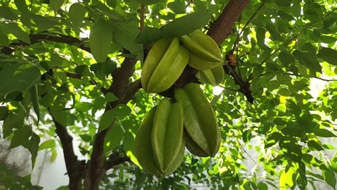 Raw Green Starfruit Hanging on Tree with Sunny Light Video stock 251896152