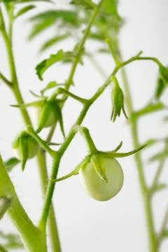Raw green tomato tree Stock Photos